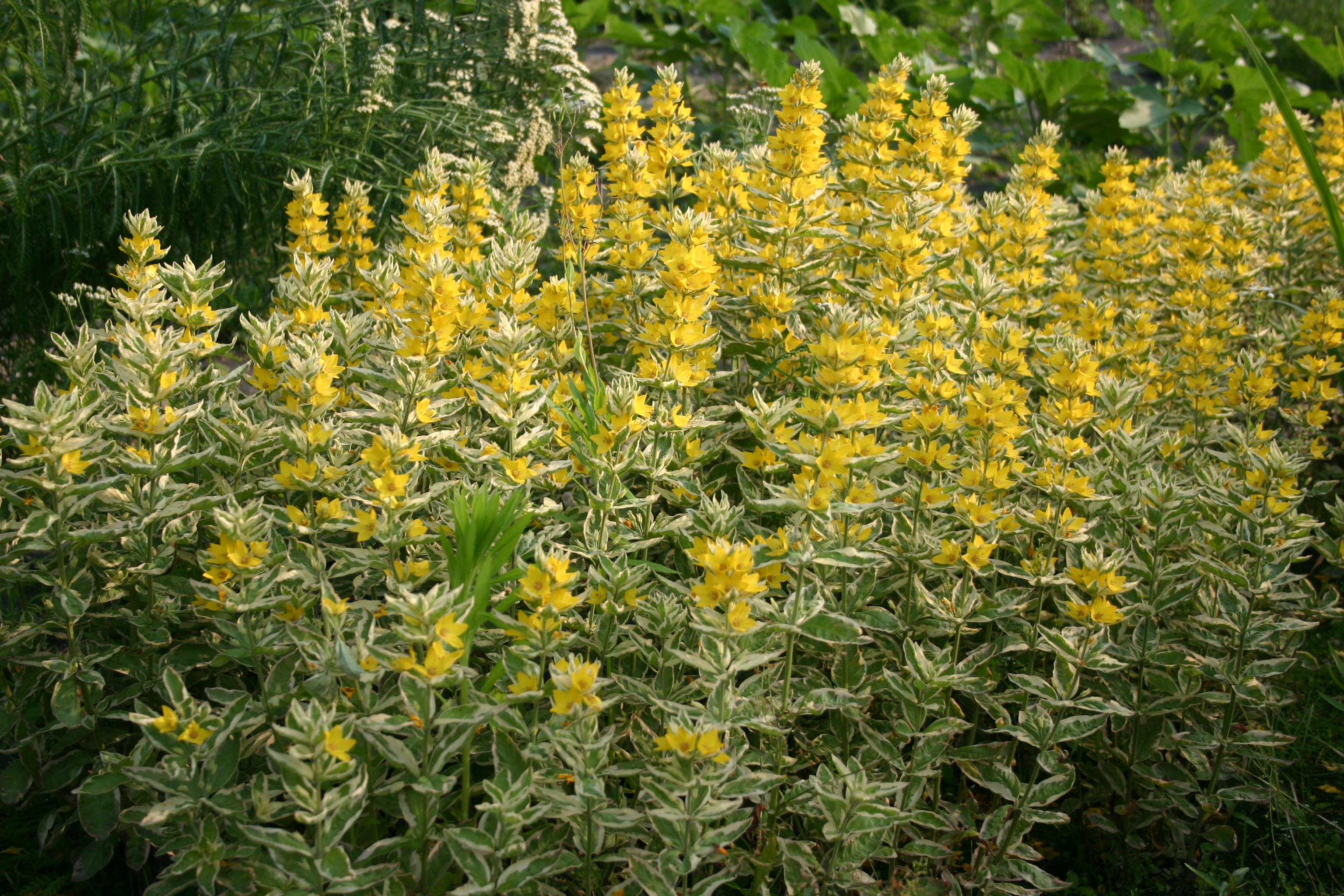 Lysimachia punctata 'Alexander'
